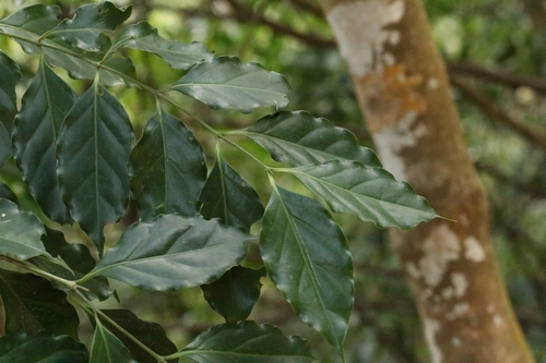 Ceylon boxwood (Psydrax dicoccos)