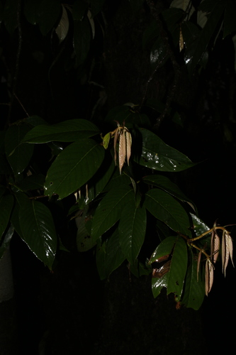 Quercus lamellosa, photograph 6