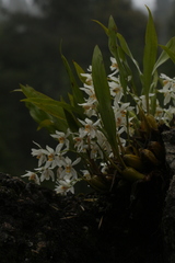 Coelogyne nitida
