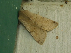 Orthosia behrensiana