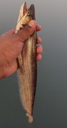 Boal (Wallago attu) — Siluridae