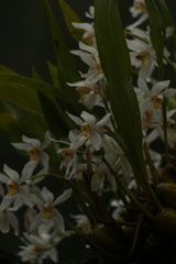 Coelogyne nitida