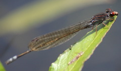 Pseudagrion hamoni