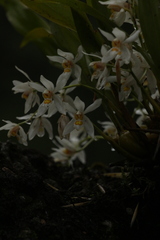 Coelogyne nitida