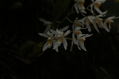 Coelogyne nitida