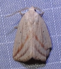 Amolita obliqua
