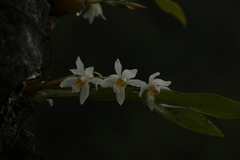 Coelogyne nitida