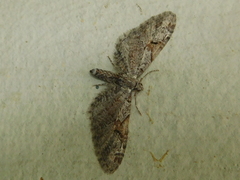 Eupithecia nevadata