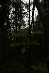 Leucosceptrum canum