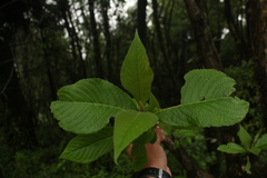 Leucosceptrum canum