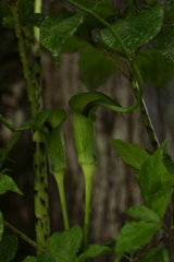 Arisaema tortuosum
