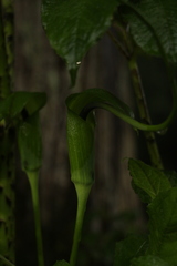 Arisaema tortuosum