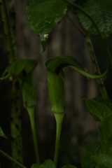 Arisaema tortuosum