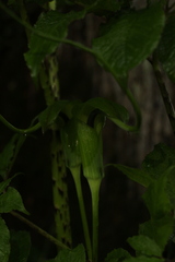 Arisaema tortuosum
