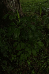 Arisaema tortuosum