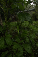 Arisaema tortuosum