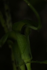 Arisaema tortuosum