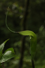 Arisaema tortuosum
