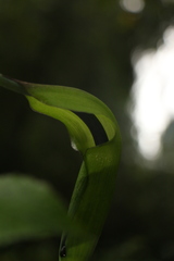 Arisaema tortuosum