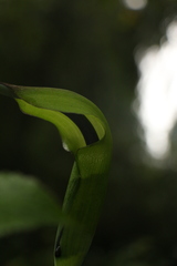 Arisaema tortuosum