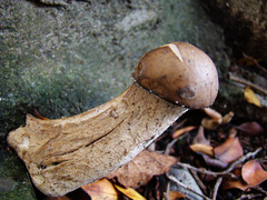Macrocybe gigantea