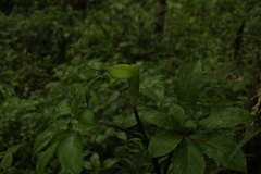 Arisaema tortuosum