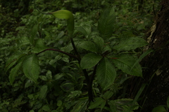 Arisaema tortuosum