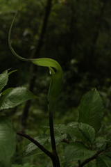 Arisaema tortuosum