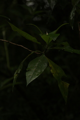 Leucosceptrum canum