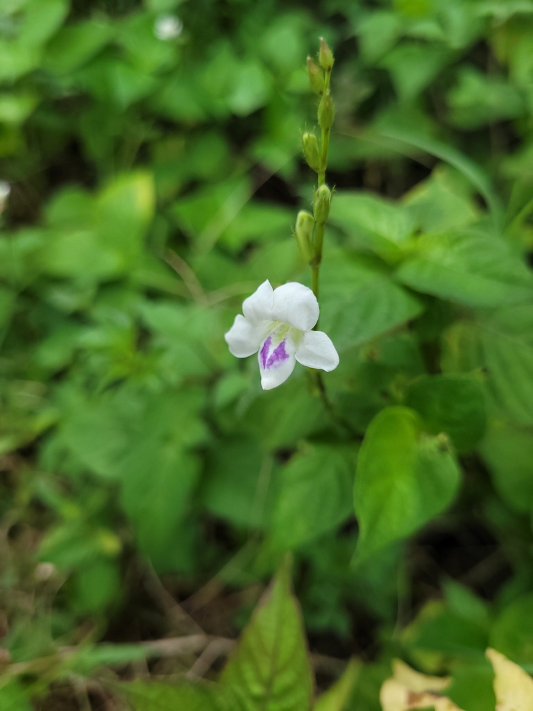 Asystasia intrusa (Asystasia intrusa)