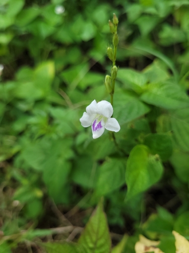 Asystasia intrusa