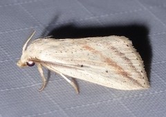 Amolita obliqua