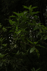 Leucosceptrum canum
