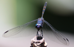 Trithemis aconita