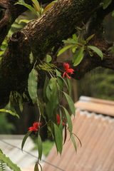 Aeschynanthus