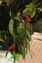 Aeschynanthus