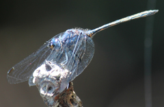 Trithemis aconita