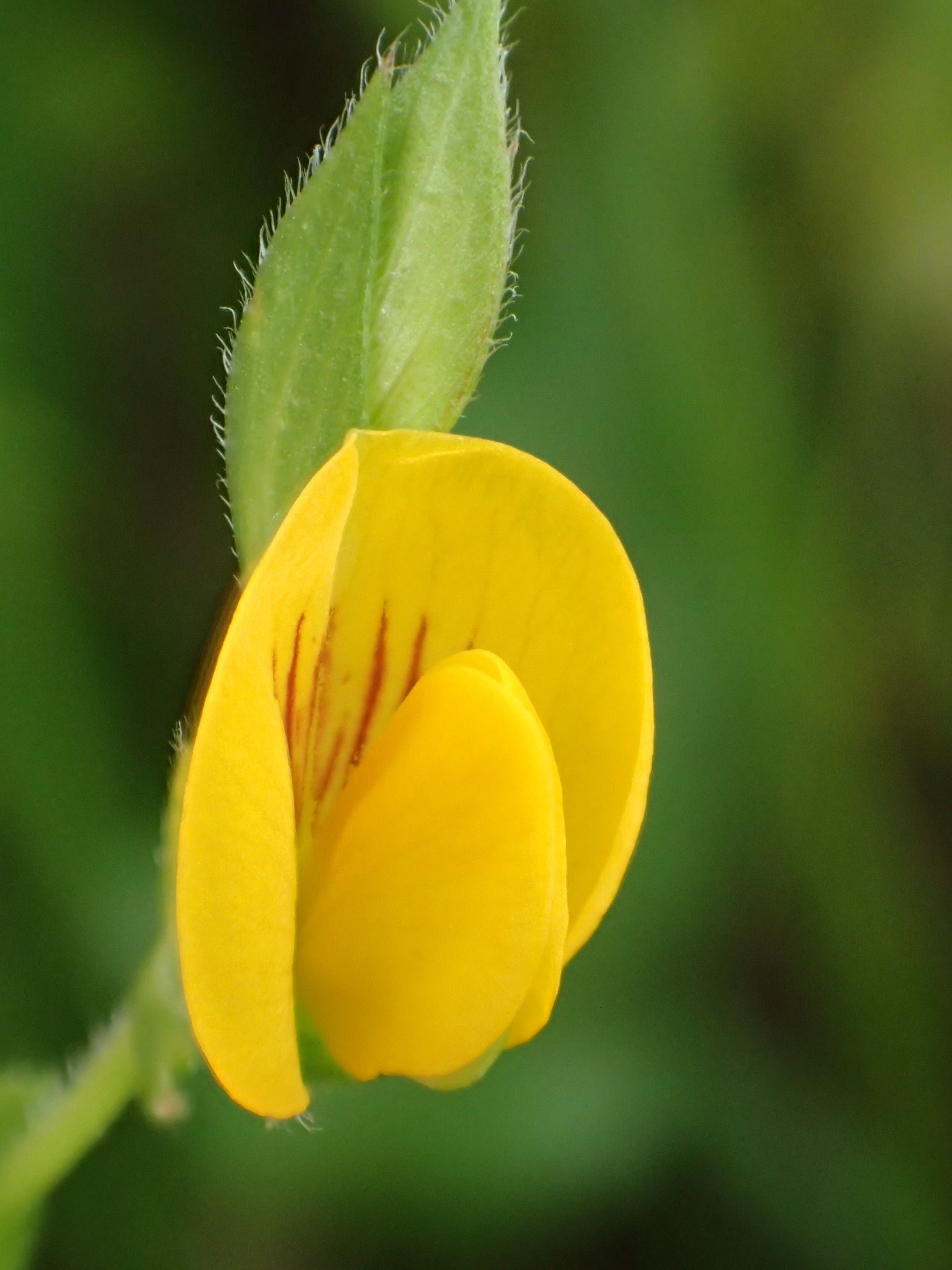 Zornia gibbosa