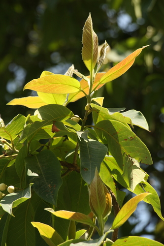 Image of Schima wallichii by (c) Siddarth Machado, some rights reserved (CC BY)