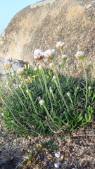 Armeria pubigera