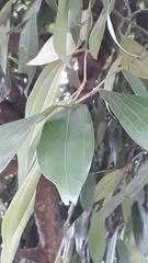 Cinnamomum tamala