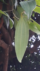 Cinnamomum tamala