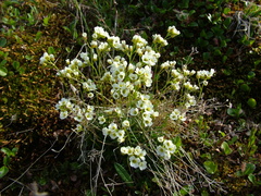 Draba lactea