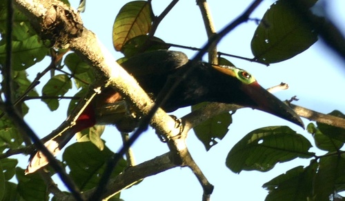 Guianan Toucanet (Selenidera piperivora)