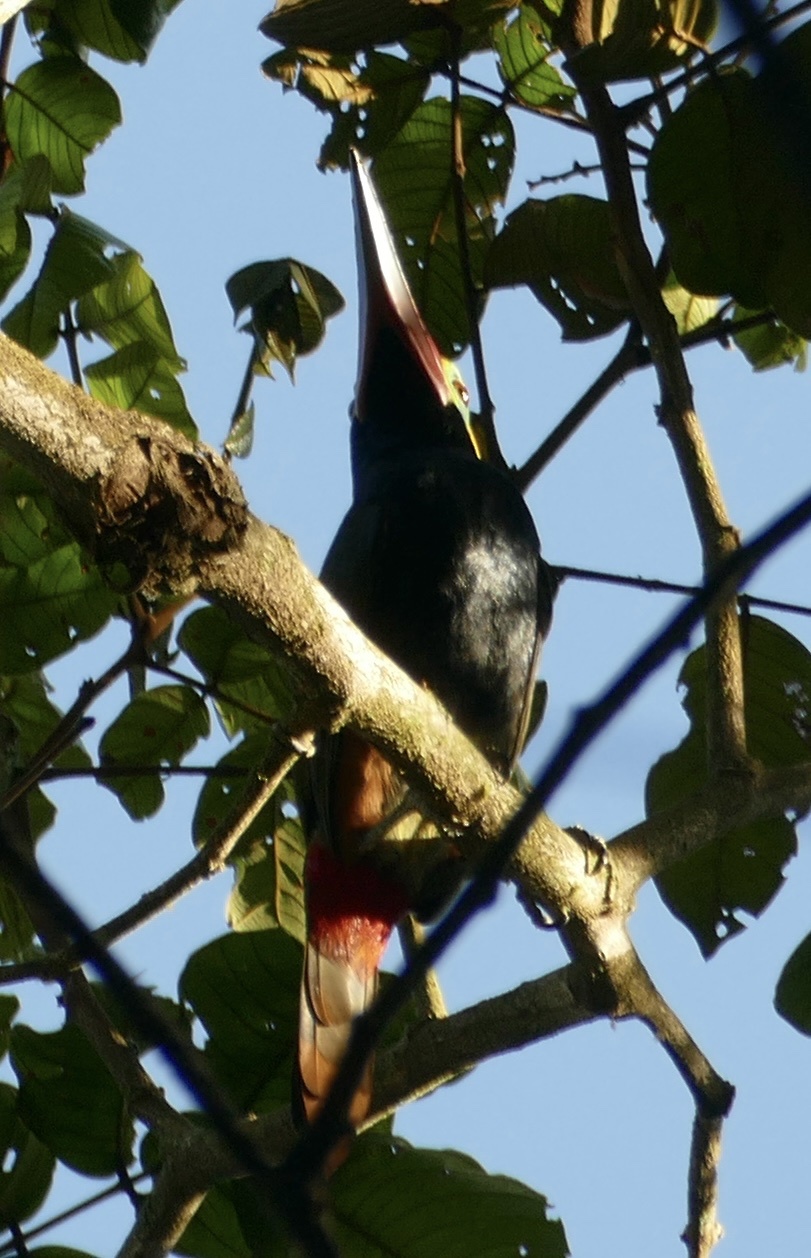 Guianan Toucanet (Selenidera piperivora), photo 2