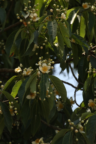 Image of Schima wallichii by (c) Siddarth Machado, some rights reserved (CC BY)