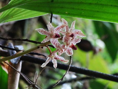 Xylobium leontoglossum, photograph (c) biped_cub, some rights reserved (CC BY)