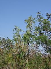 Sesbania grandiflora