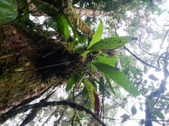 Xylobium leontoglossum, photograph (c) biped_cub, some rights reserved (CC BY)