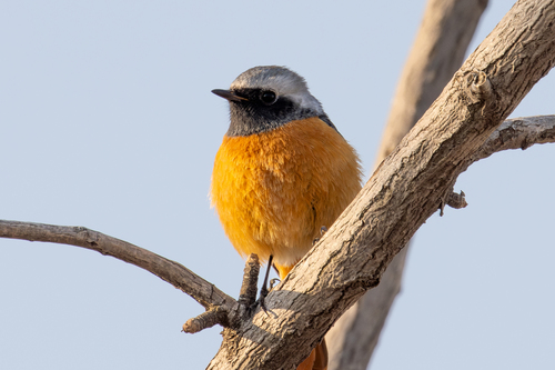 Daurian Redstart